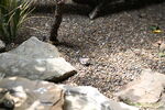 DSC_9198.JPG
